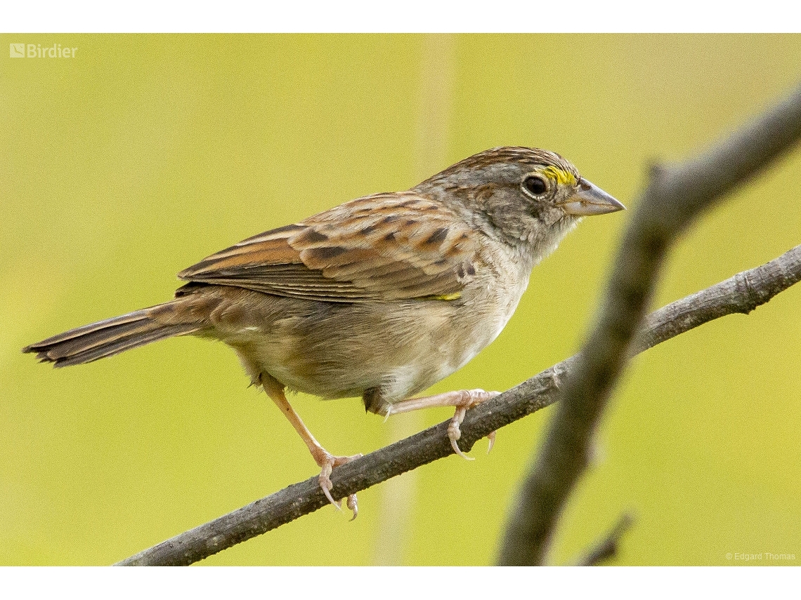 Ammodramus humeralis