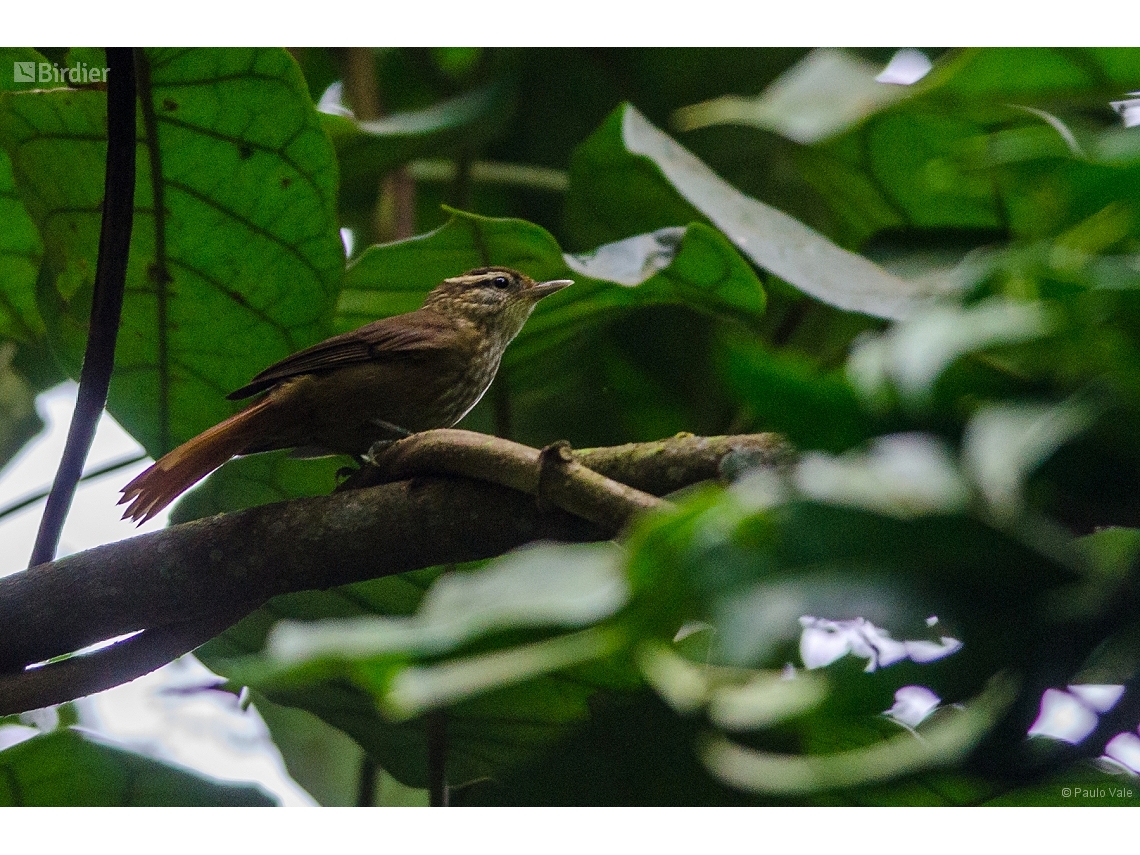 Anabacerthia amaurotis