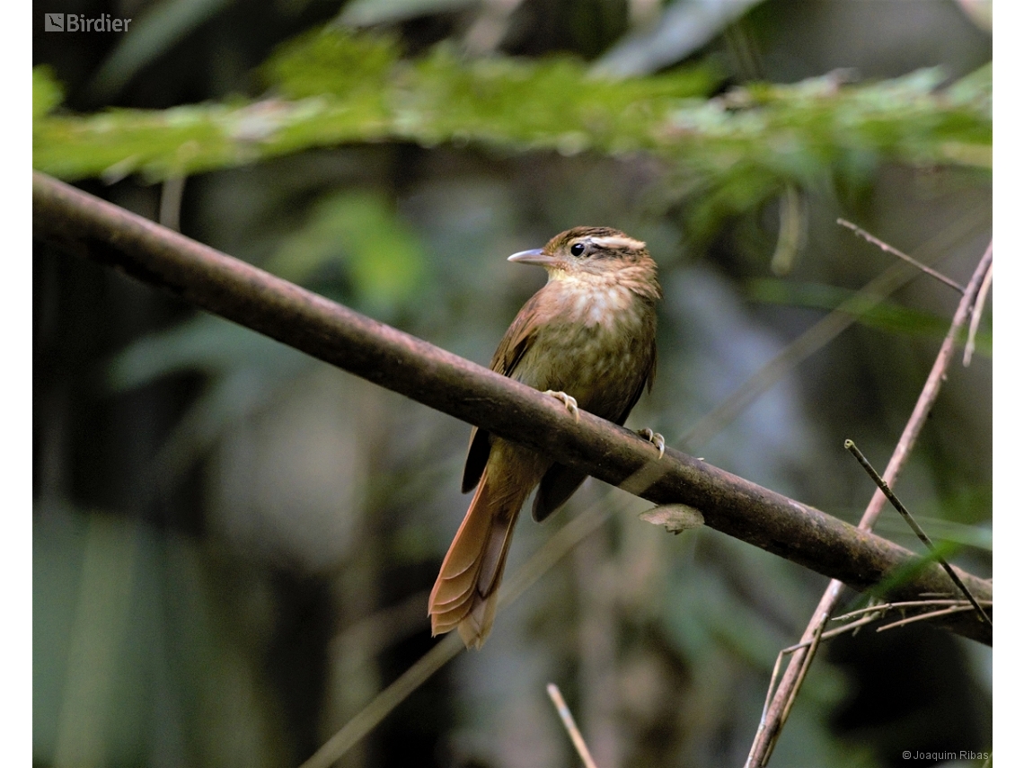 Anabacerthia amaurotis