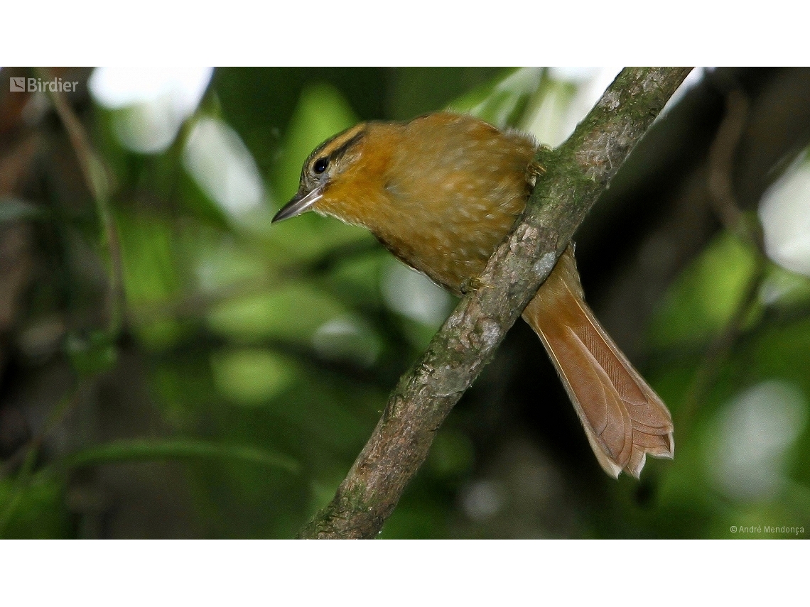 Anabacerthia lichtensteini