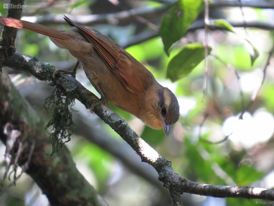 Anabacerthia lichtensteini