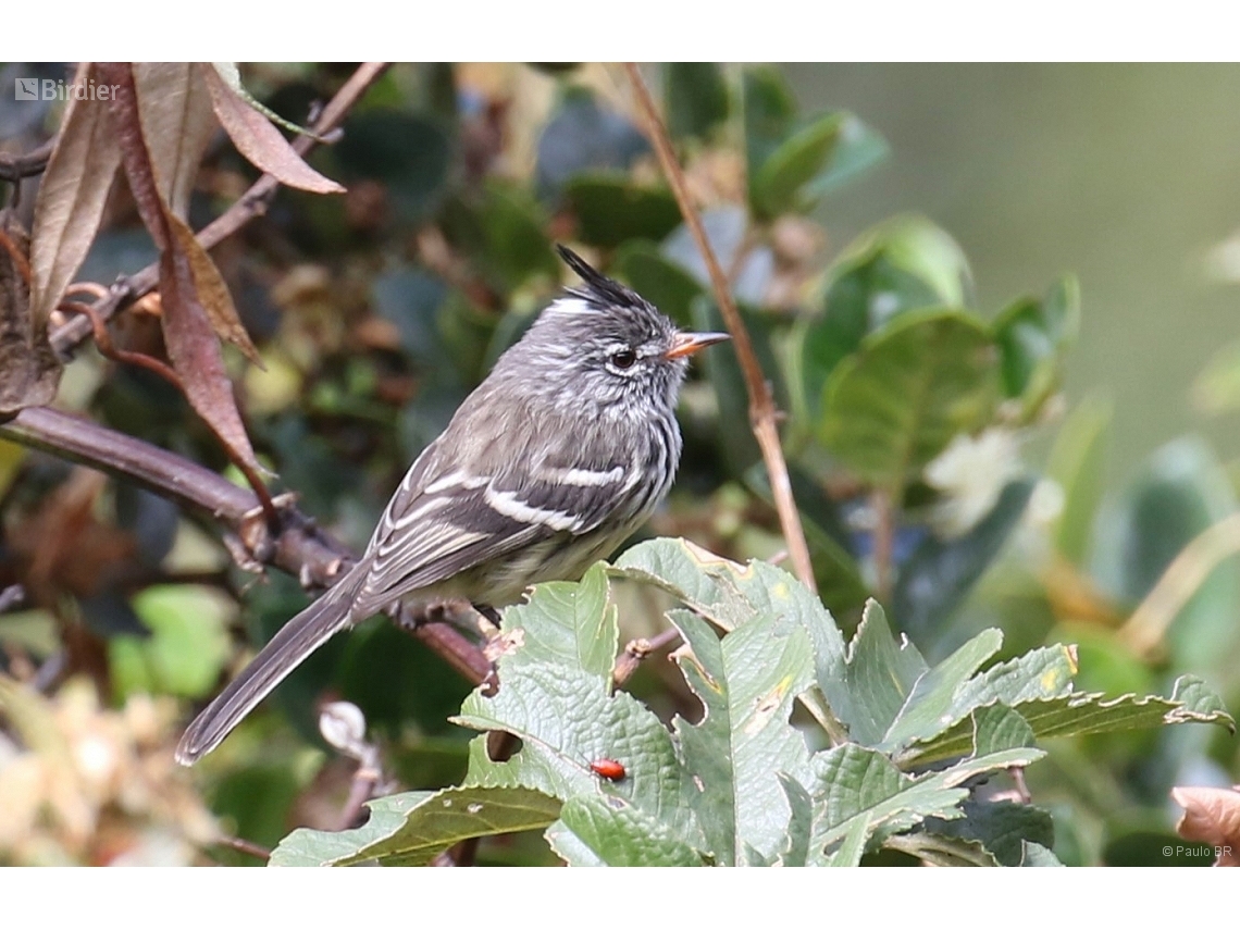 Anairetes flavirostris