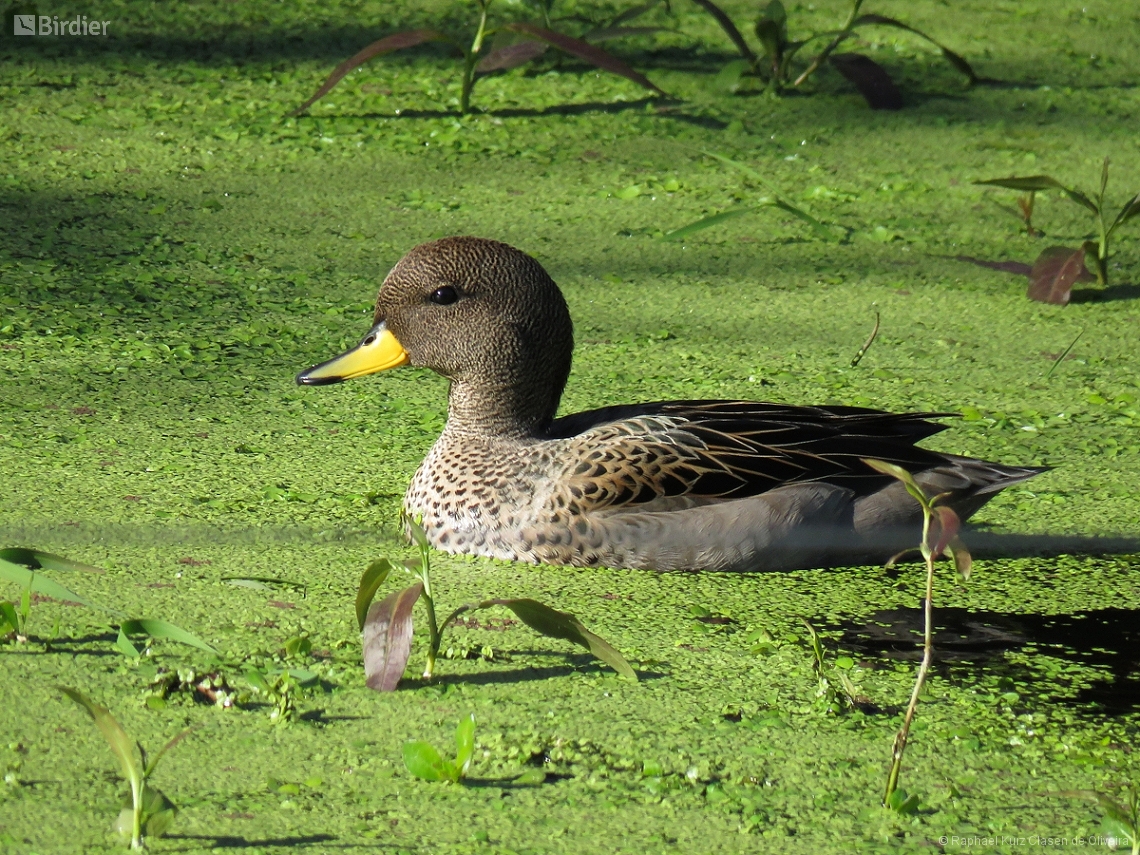 Anas flavirostris