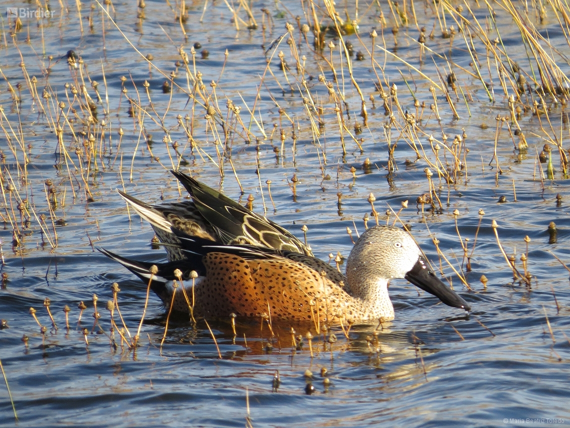 Spatula platalea