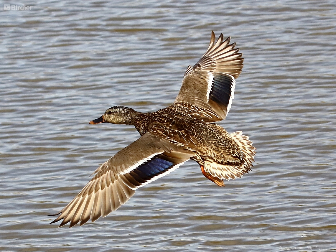 Anas platyrhynchos