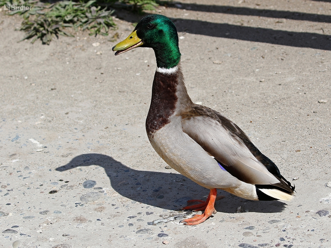 Anas platyrhynchos