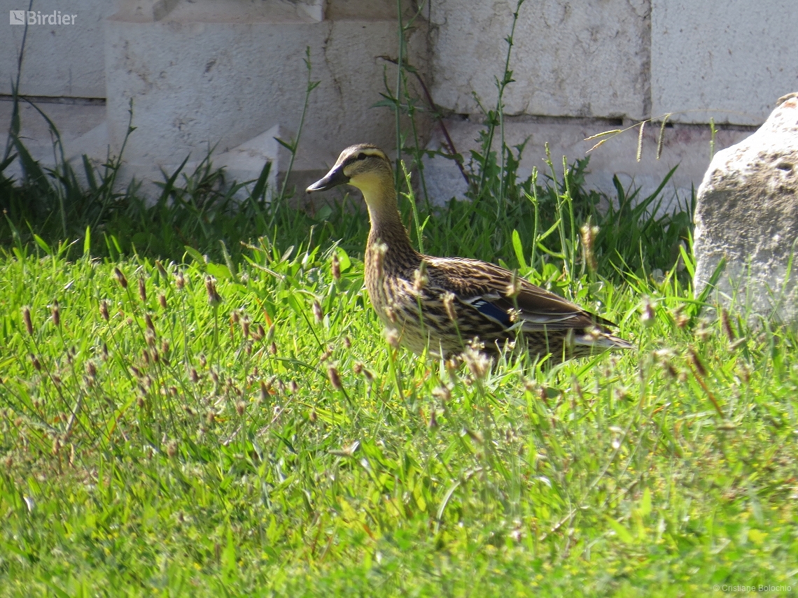 Anas platyrhynchos