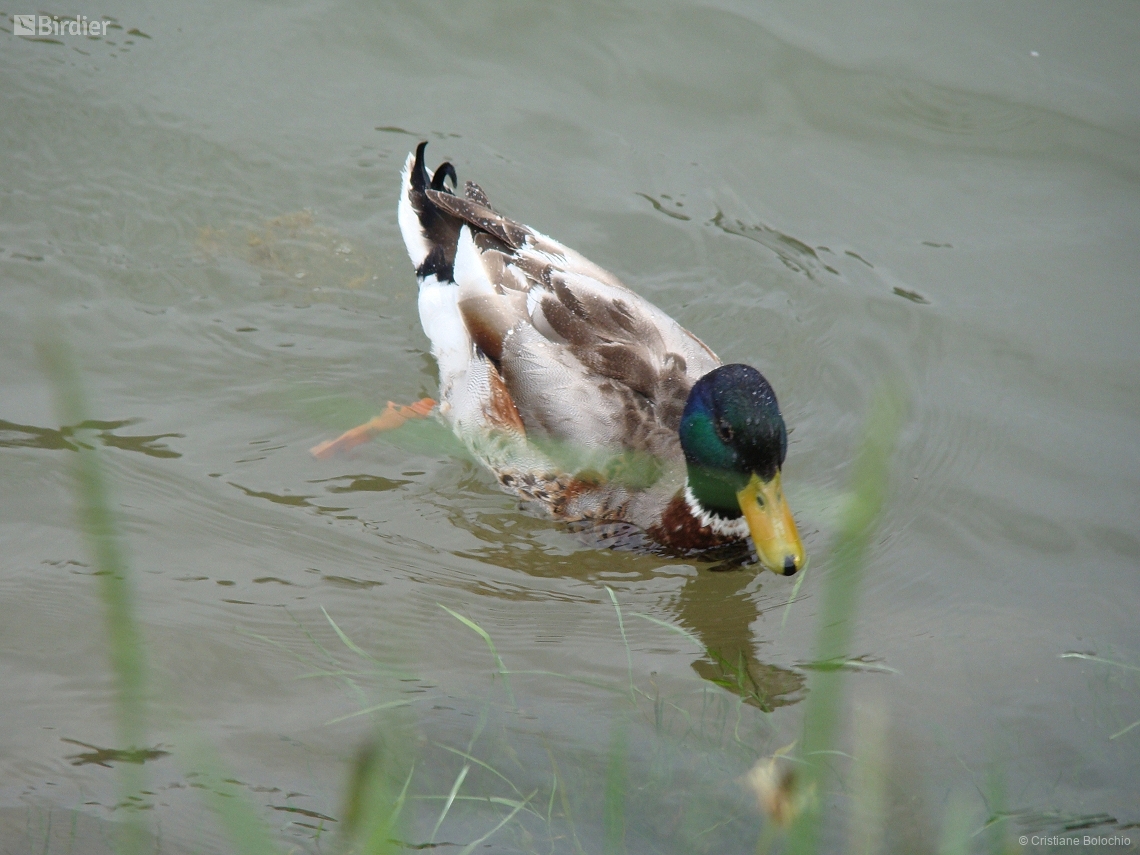 Anas platyrhynchos