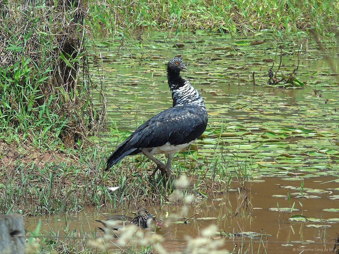 Anhima cornuta