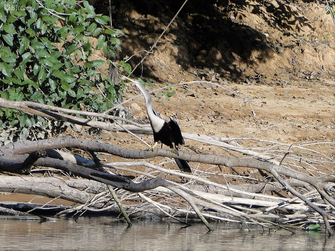 Anhinga anhinga