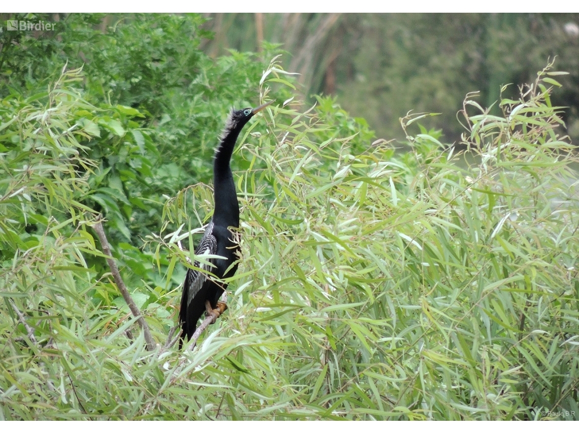 Anhinga anhinga