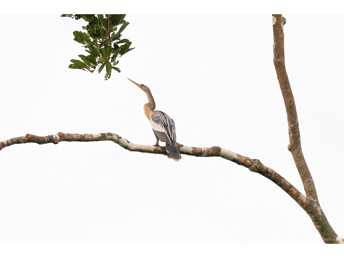 Anhinga anhinga