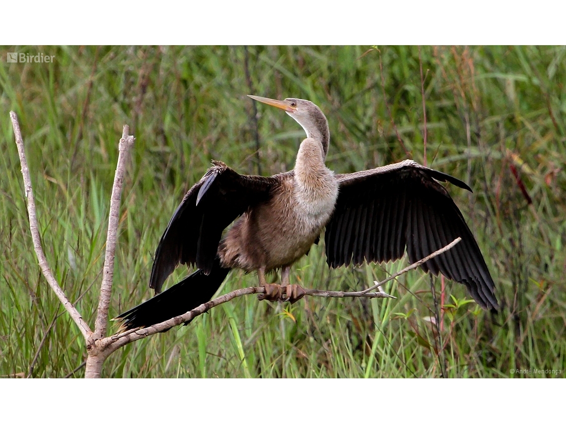 Anhinga anhinga