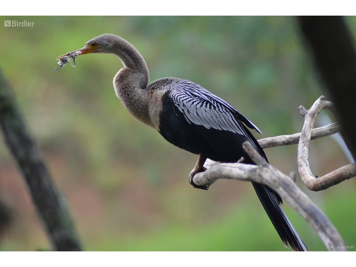 Anhinga anhinga