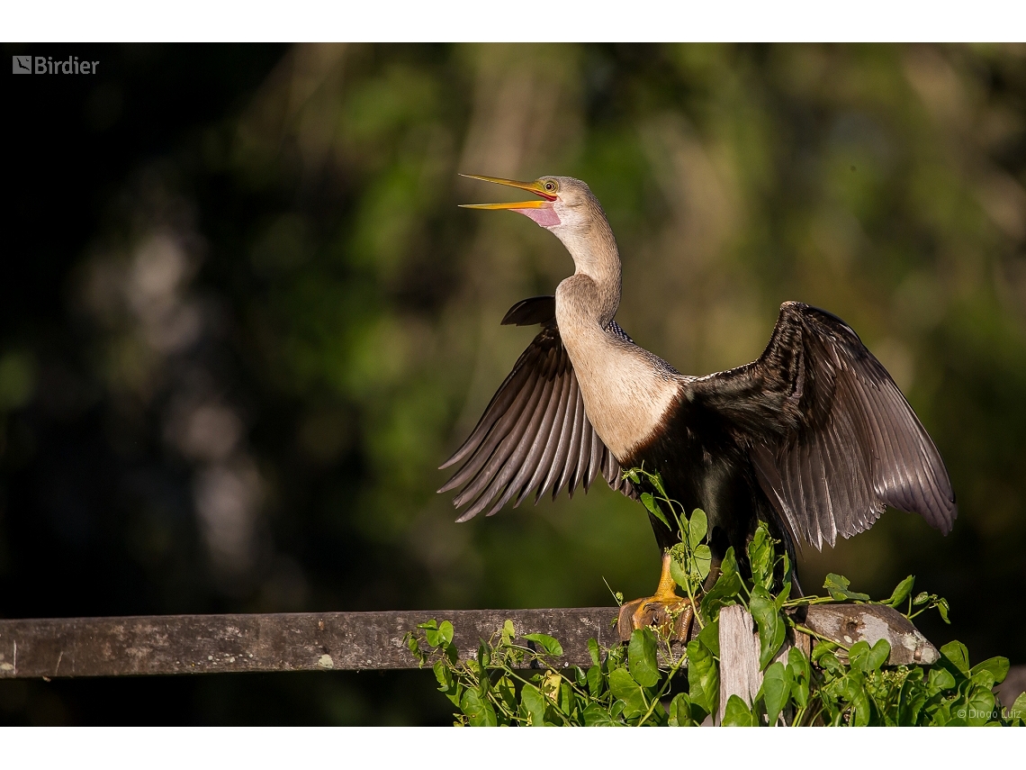 Anhinga anhinga