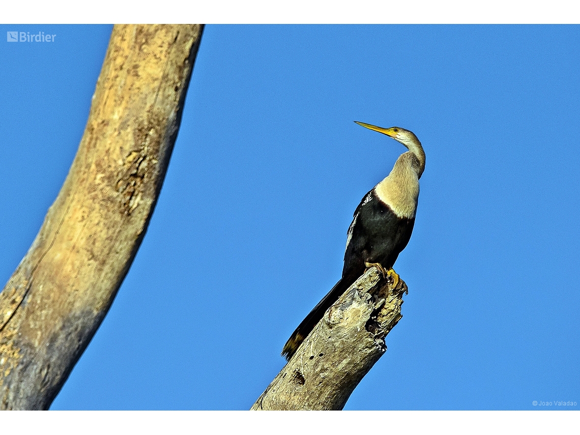 Anhinga anhinga