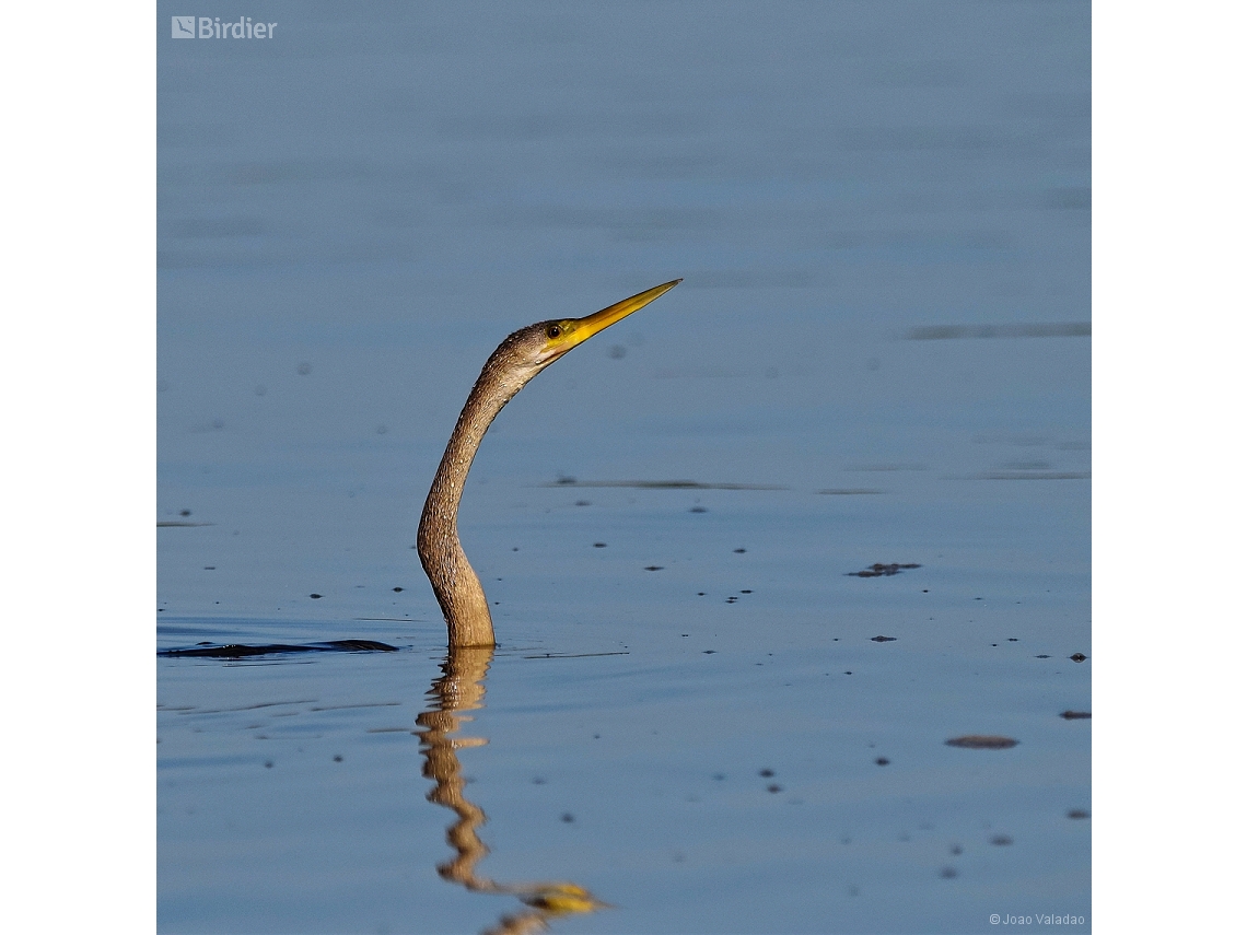 Anhinga anhinga