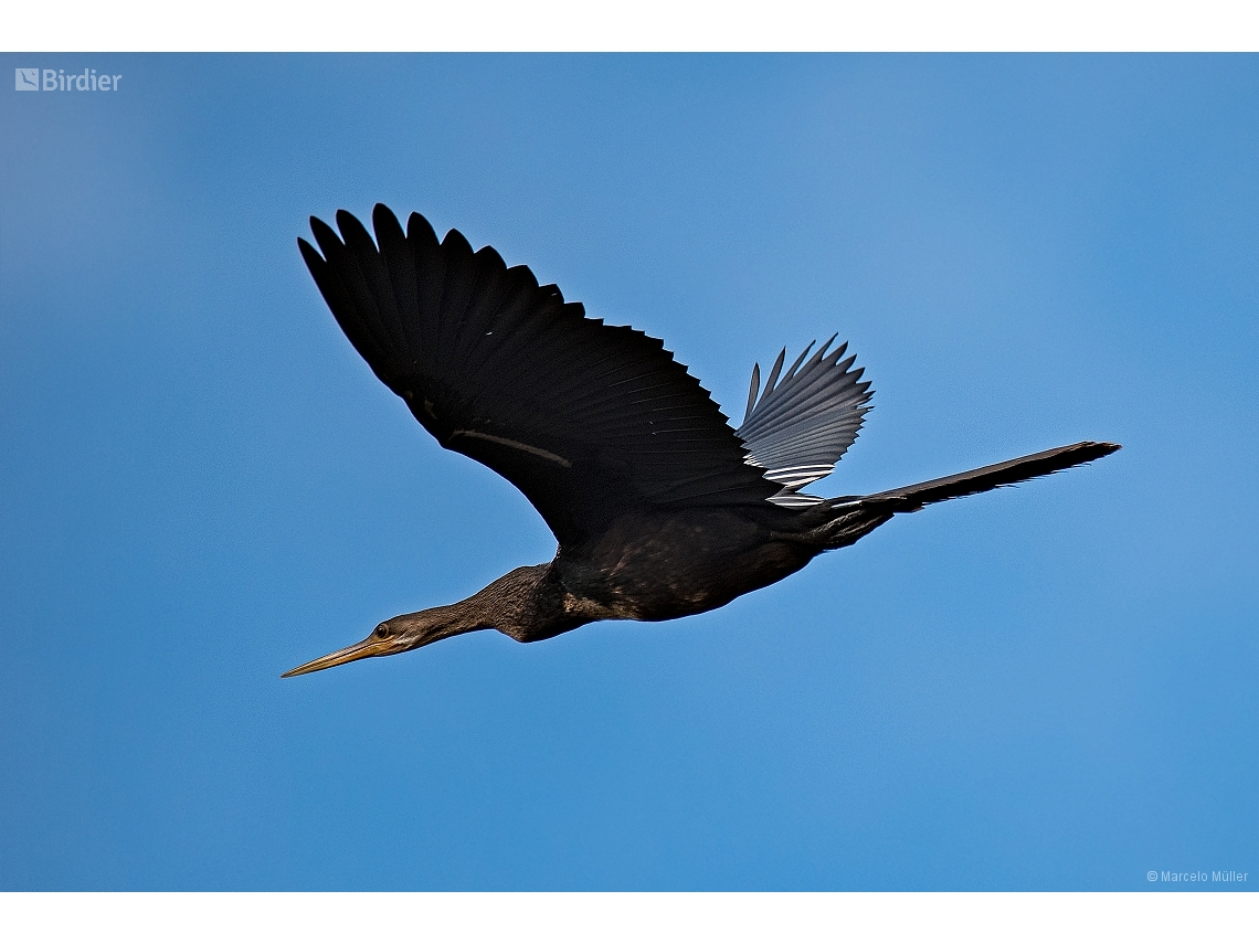 Anhinga anhinga