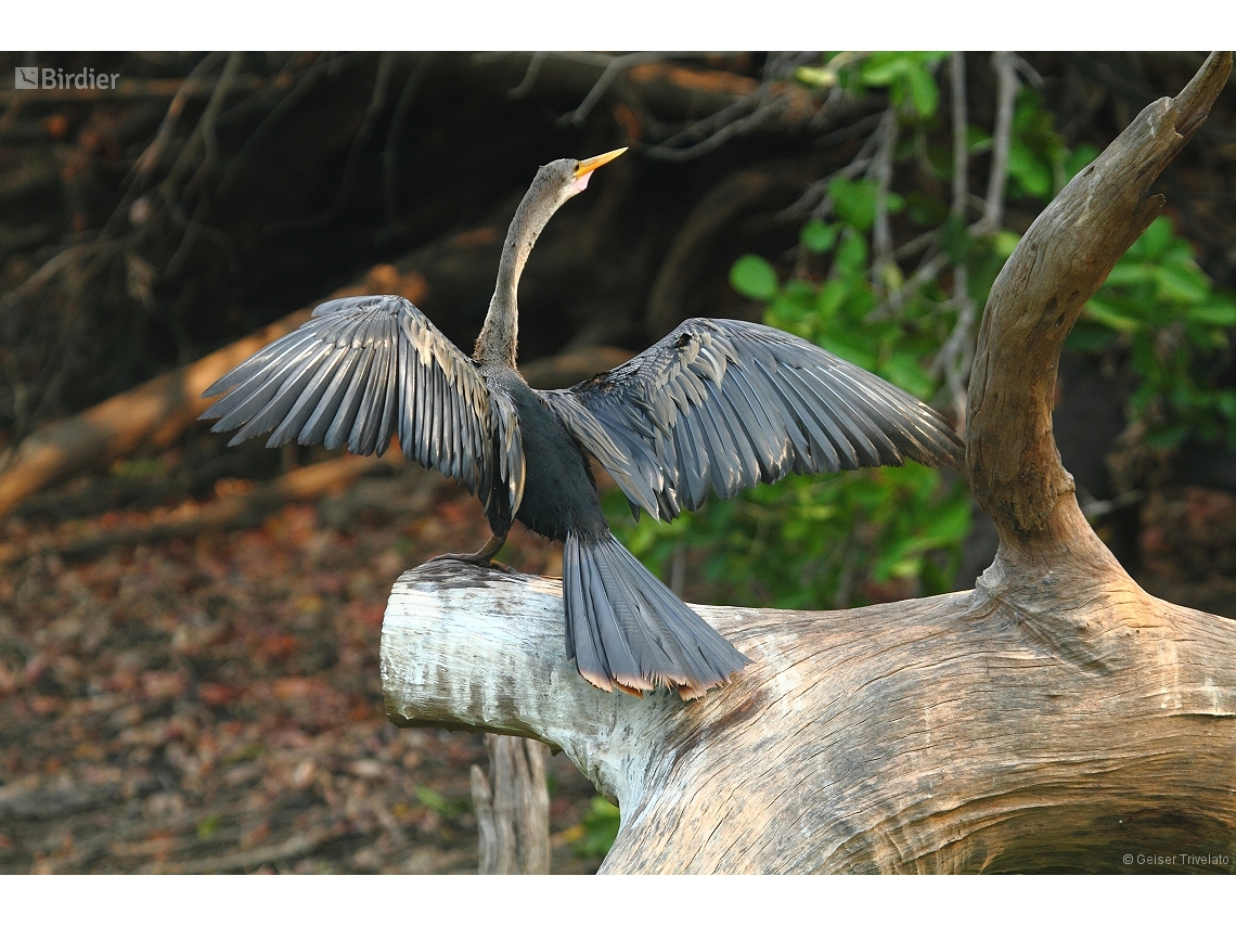 Anhinga anhinga