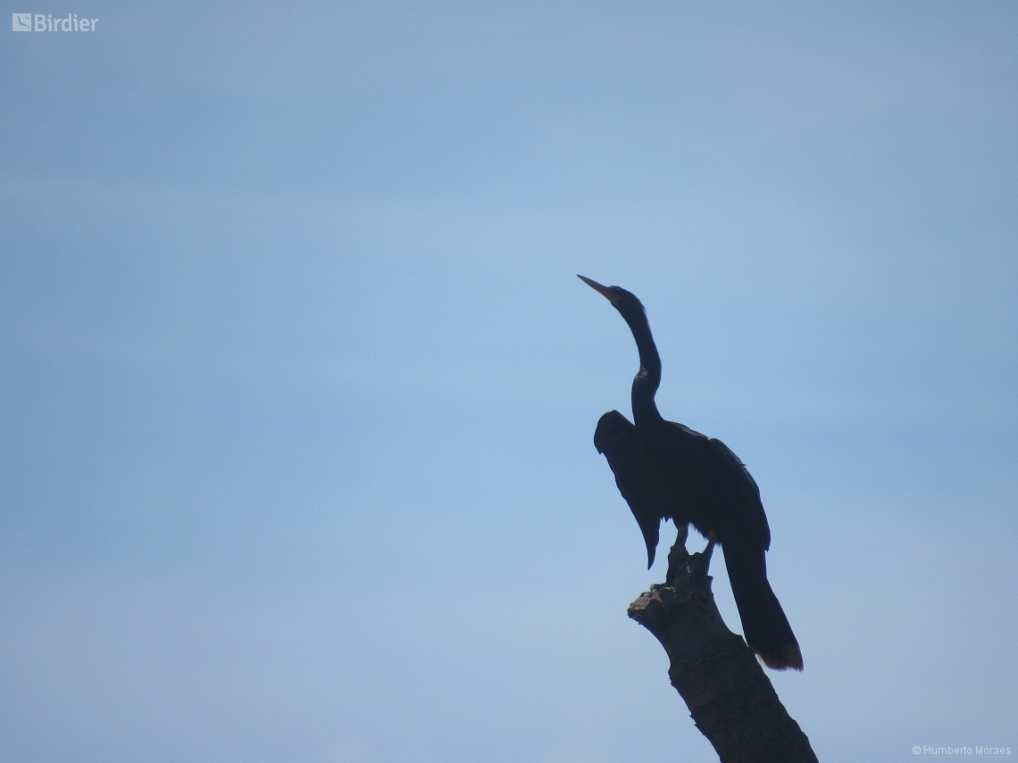 Anhinga anhinga