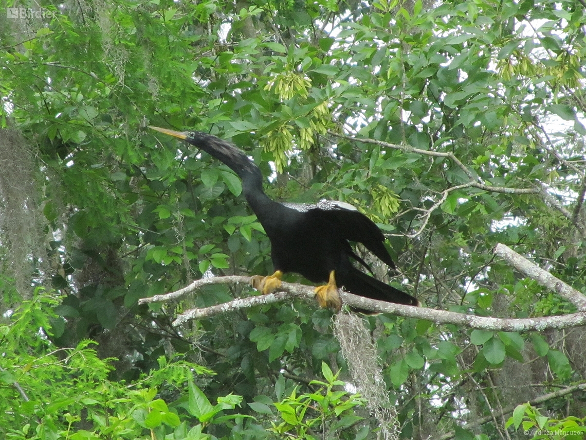 Anhinga anhinga