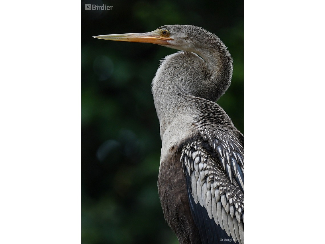 Anhinga anhinga