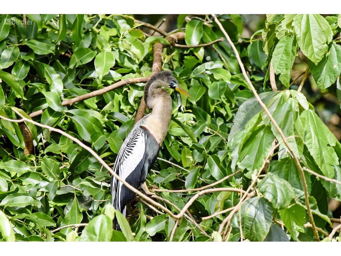 Anhinga anhinga