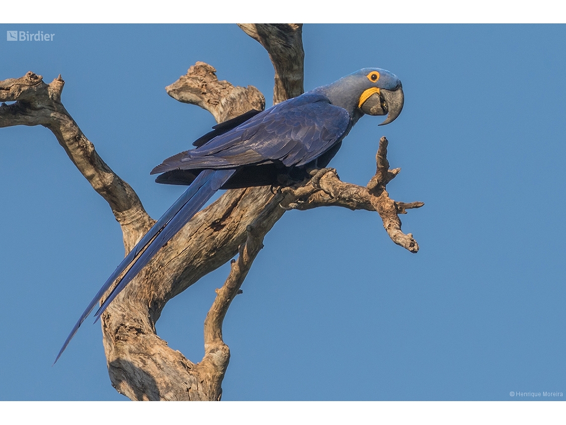 Anodorhynchus hyacinthinus