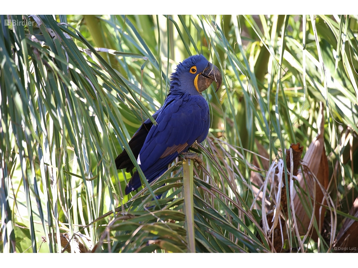 Anodorhynchus hyacinthinus