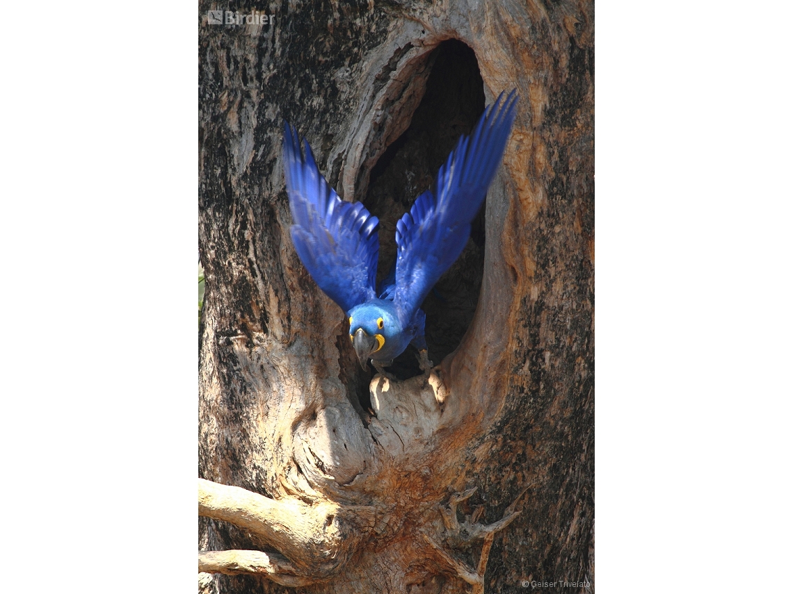 Anodorhynchus hyacinthinus