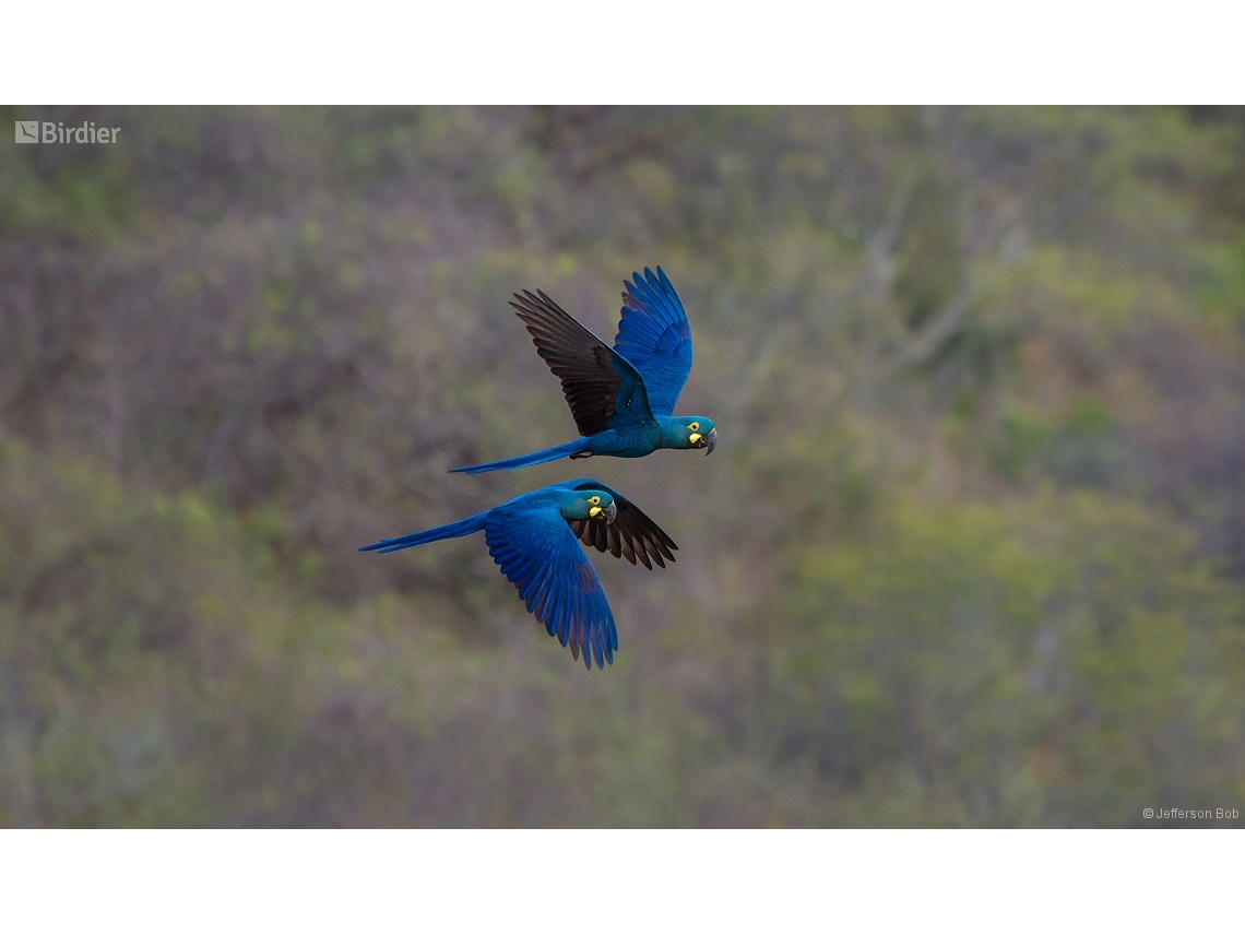 Anodorhynchus leari