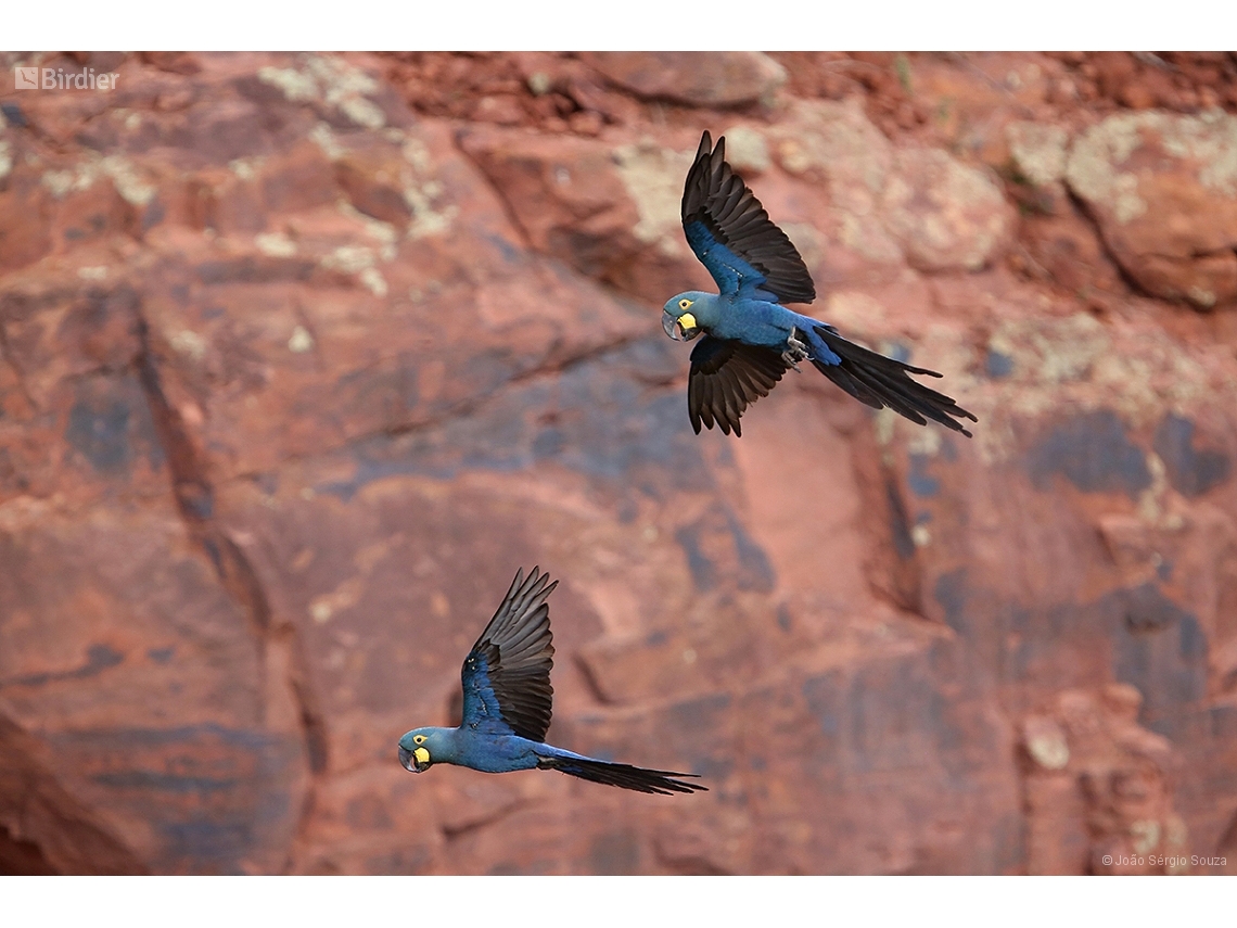 Anodorhynchus leari