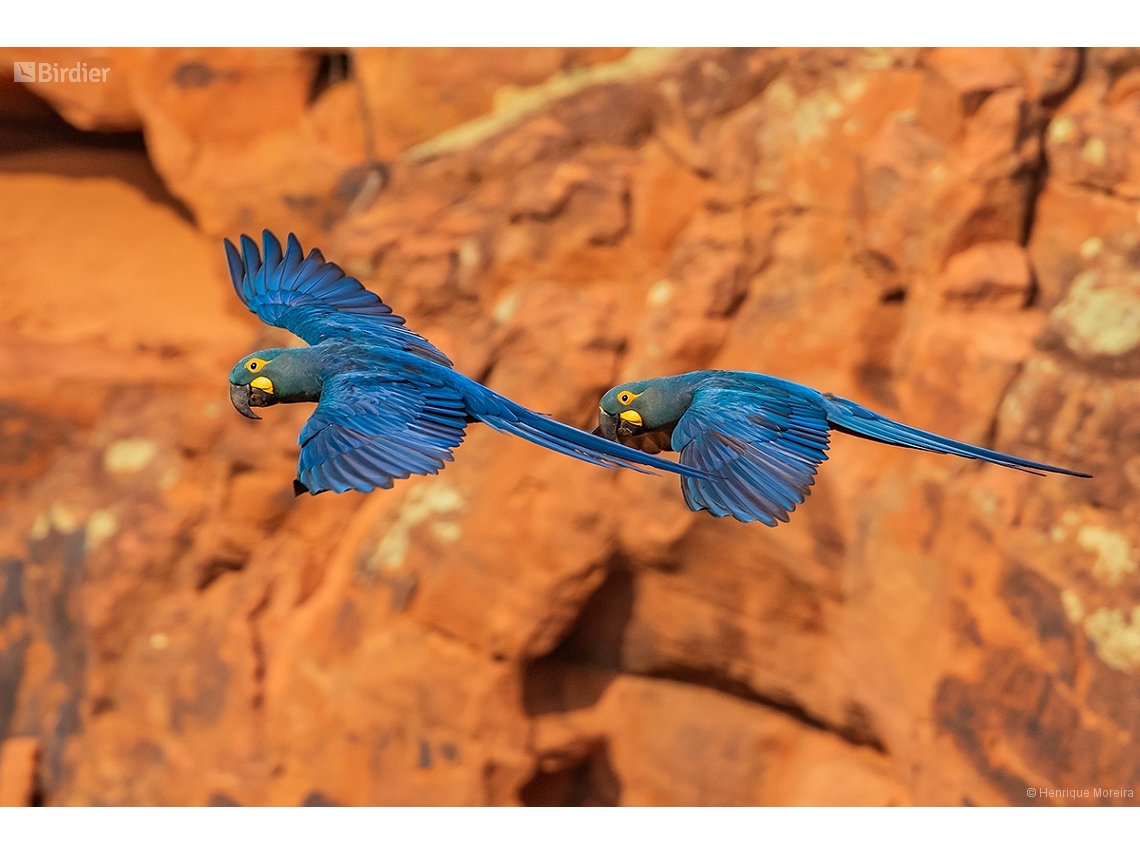 Anodorhynchus leari