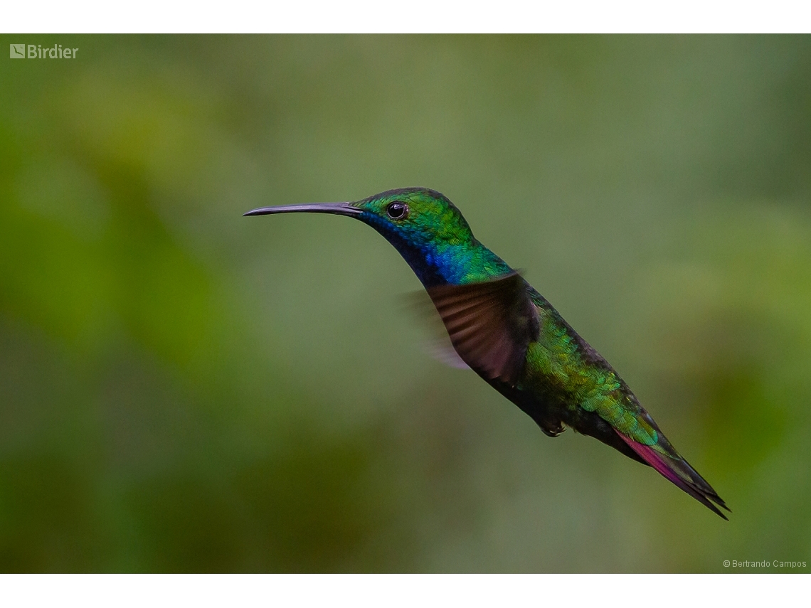 Anthracothorax nigricollis