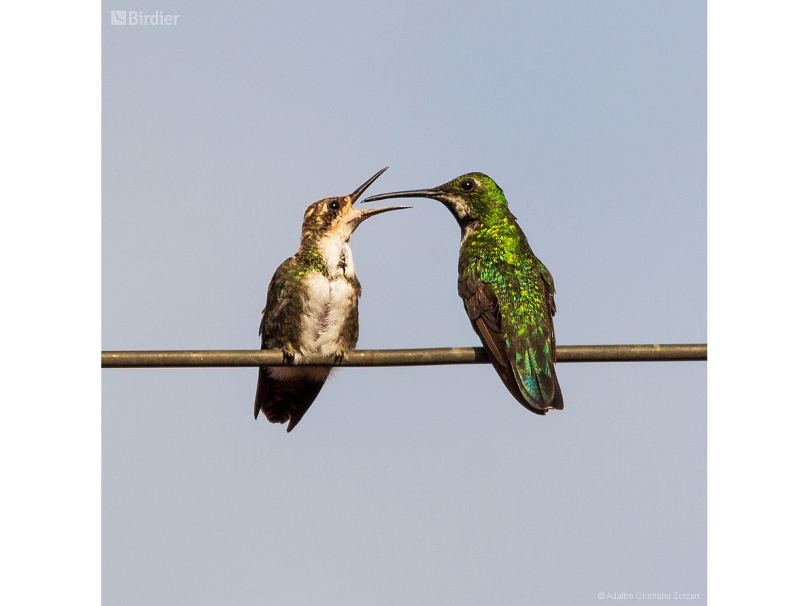 Anthracothorax nigricollis