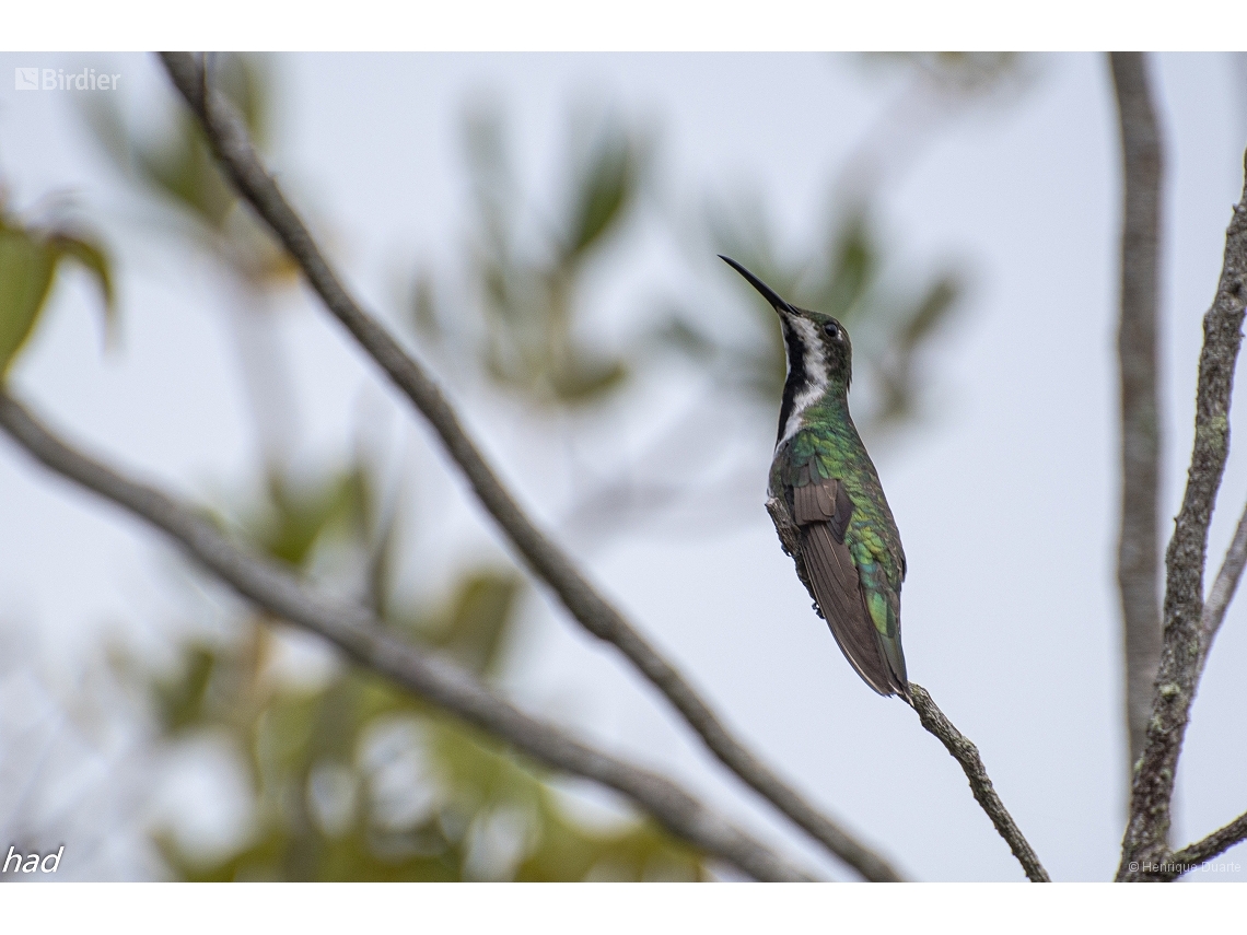 Anthracothorax nigricollis