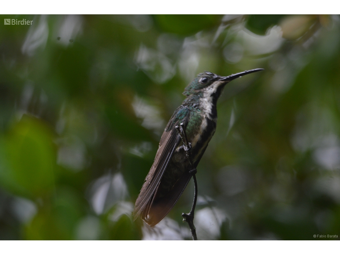 Anthracothorax nigricollis