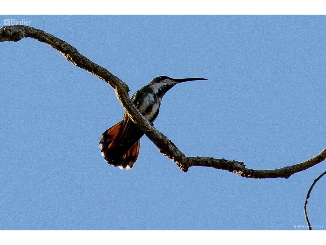 Anthracothorax viridigula