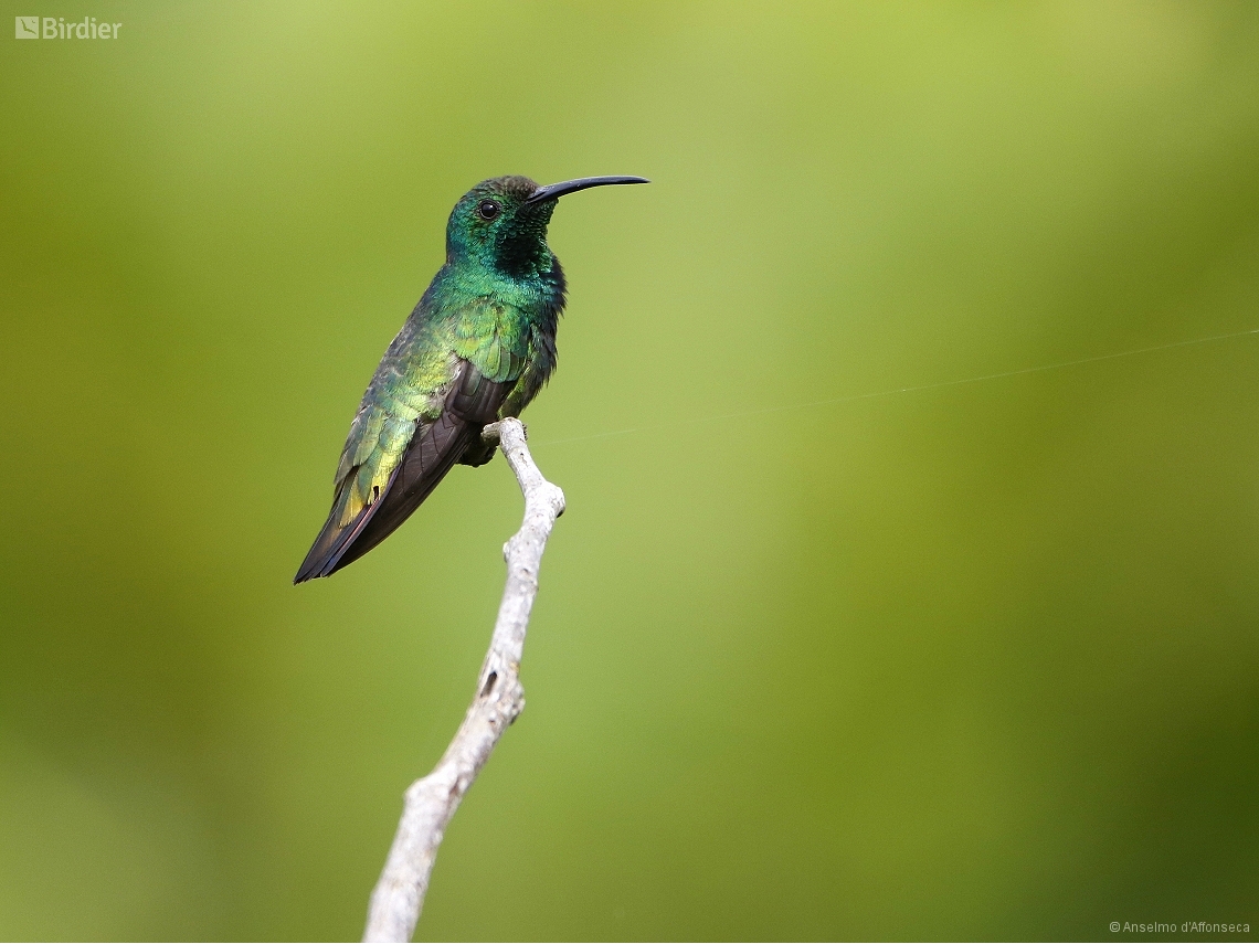 Anthracothorax viridigula