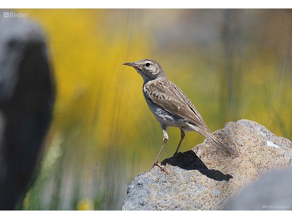 Anthus berthelotii