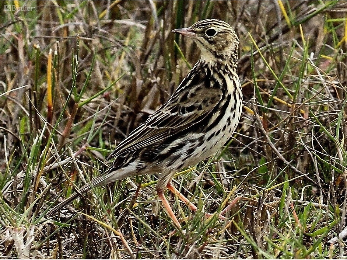 Anthus correndera