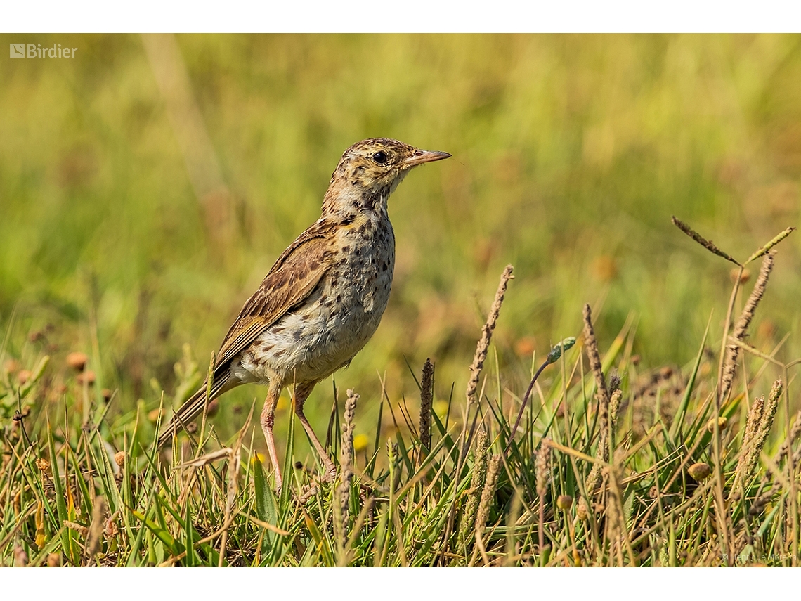 Anthus correndera