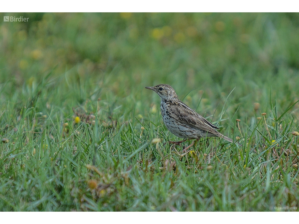 Anthus correndera