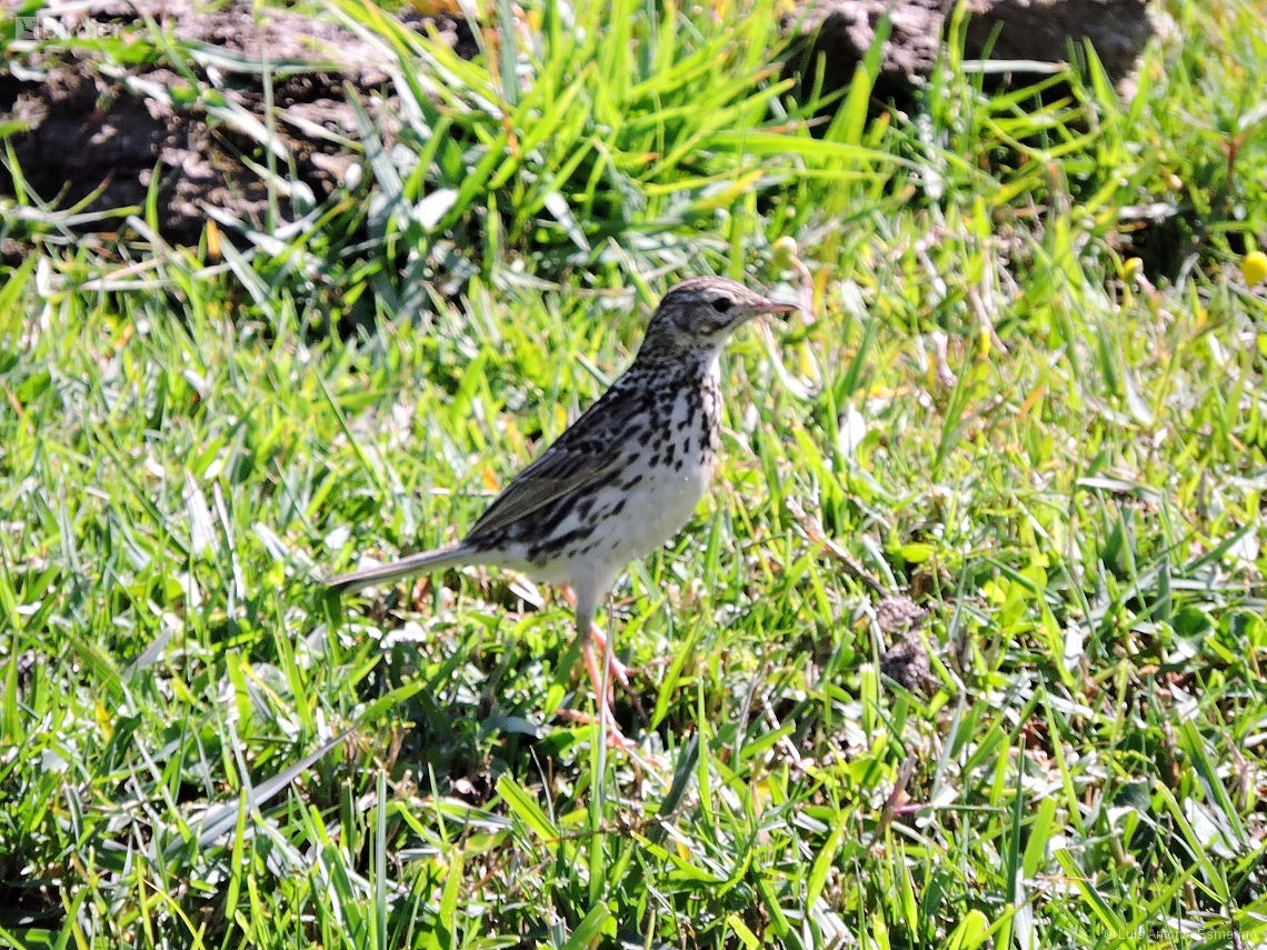 Anthus correndera