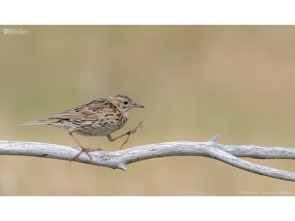 Anthus correndera