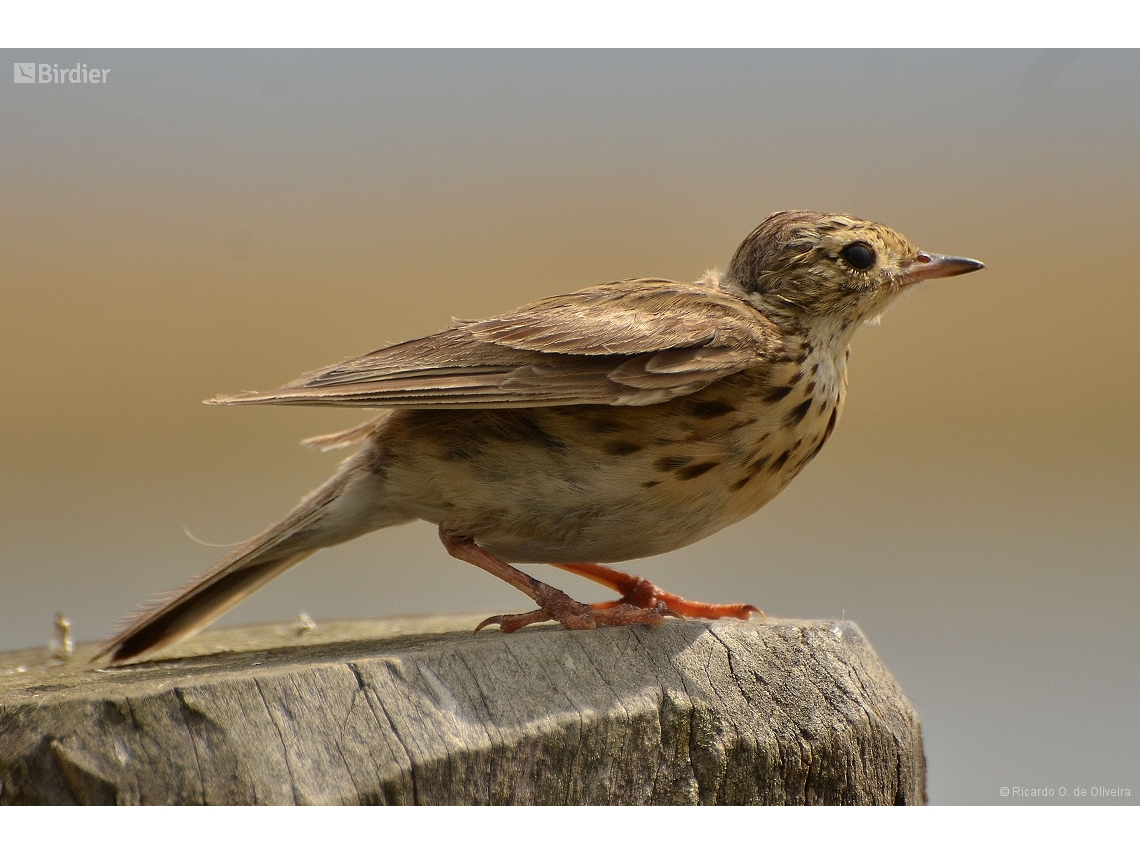 Anthus furcatus