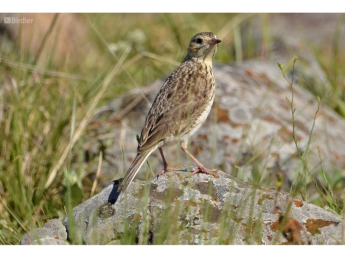 Anthus furcatus