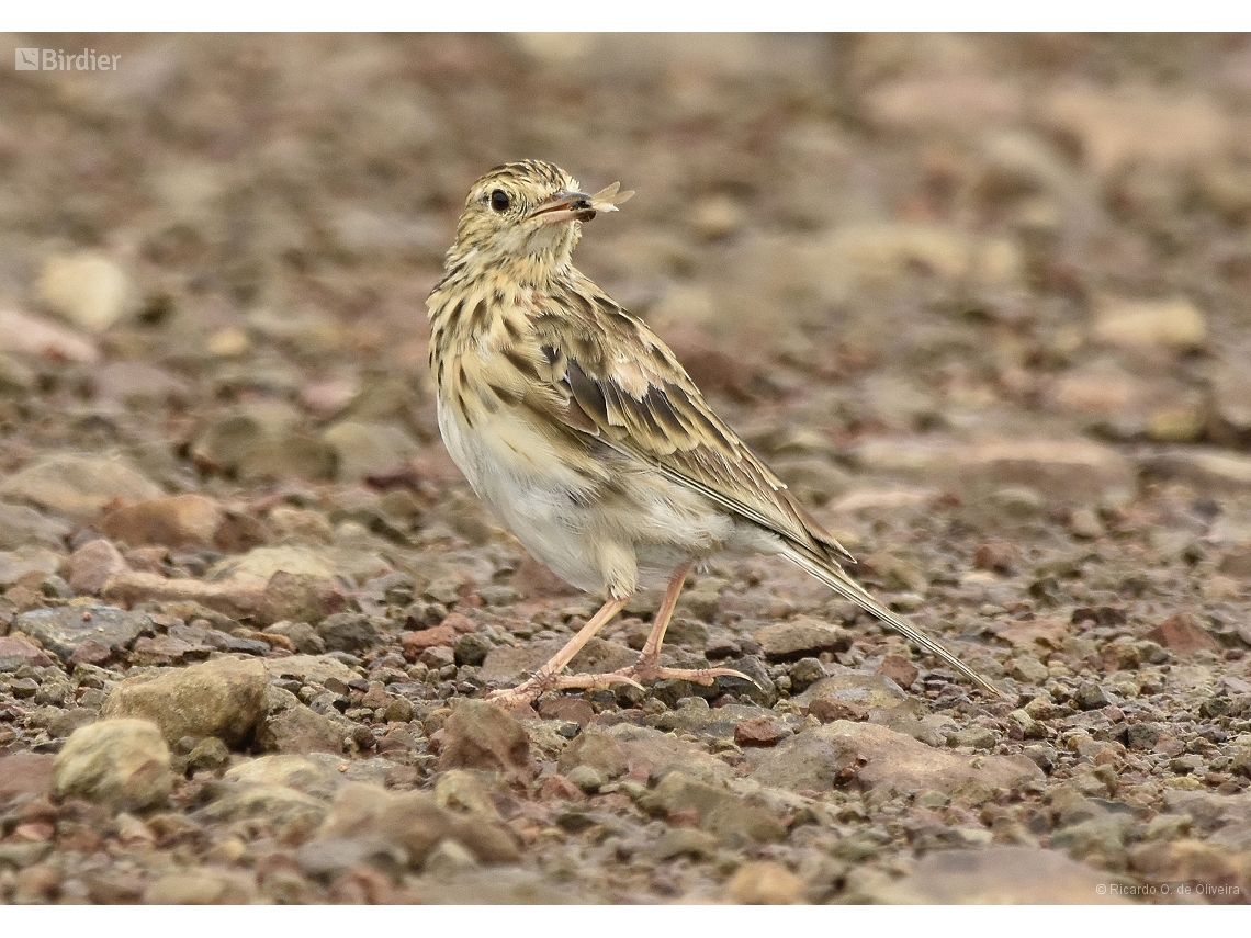 Anthus furcatus