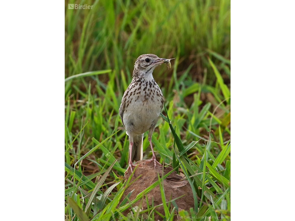 Anthus furcatus