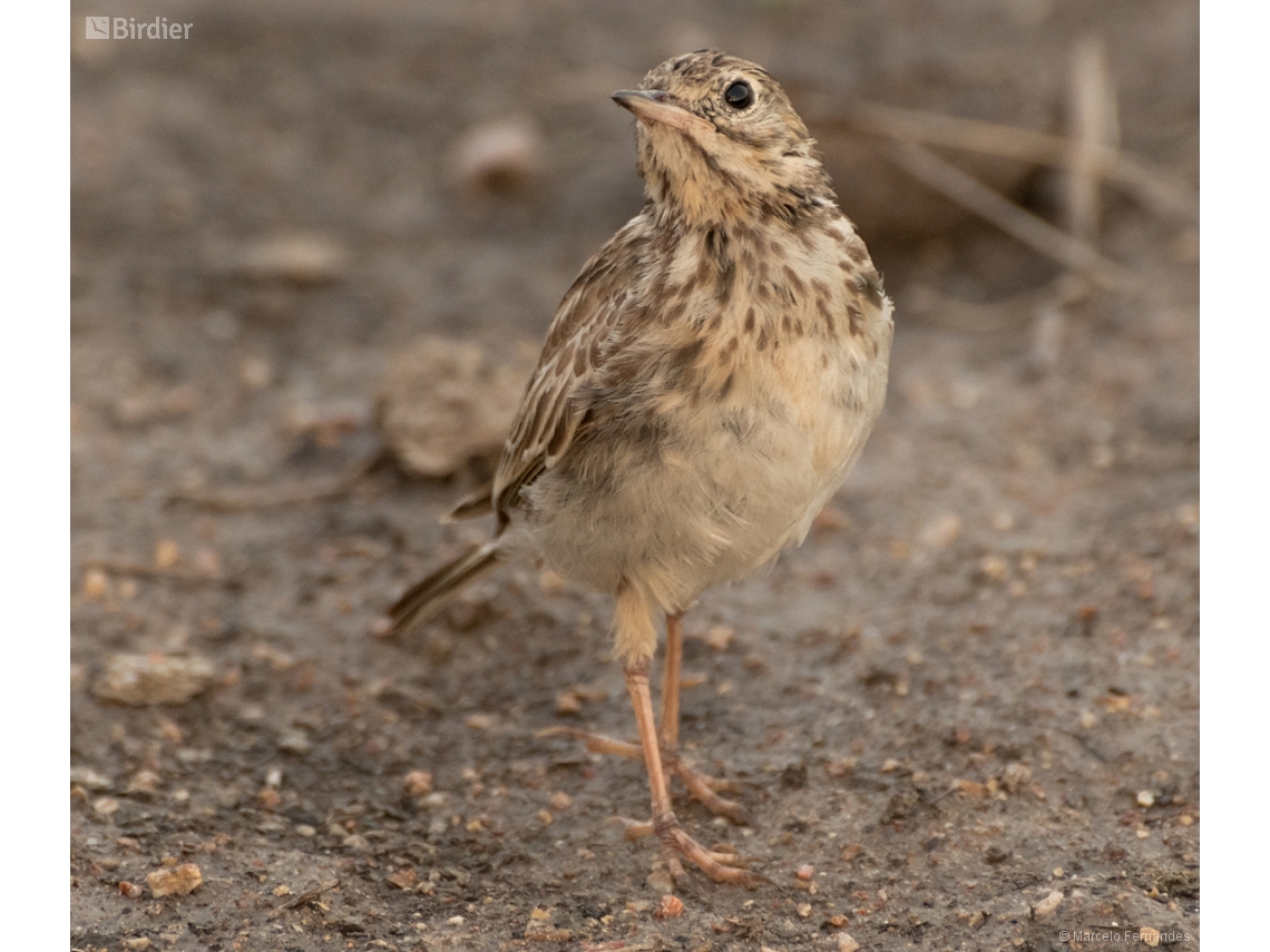 Anthus furcatus
